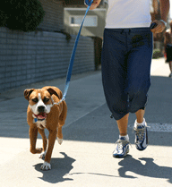 Healthy Habits for Pets and Their Owners